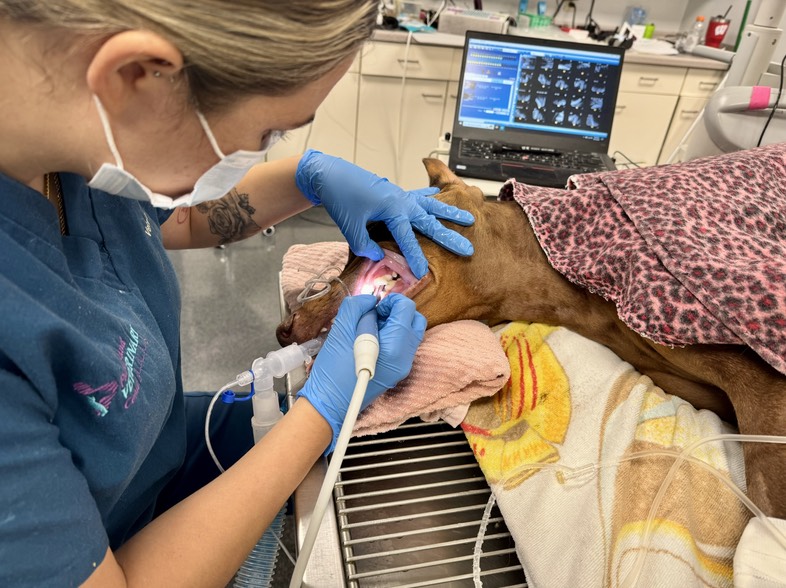 Pet Dentistry