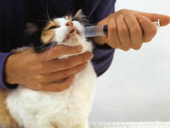 Giving Cats Liquid Medications