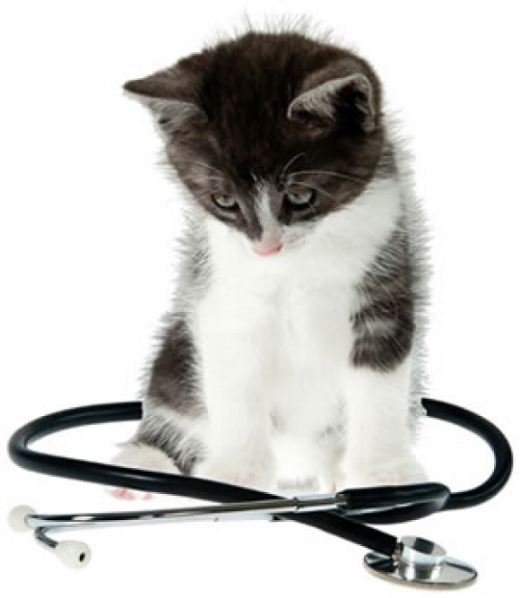 Kitten with Stethoscope