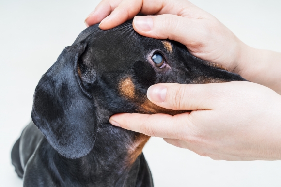 Dog Cataracts