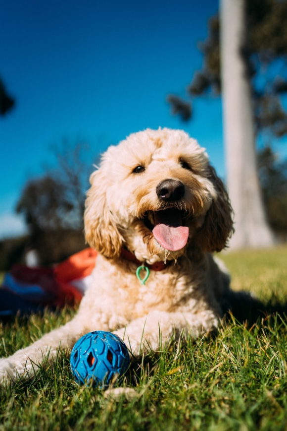 Dog with ball 