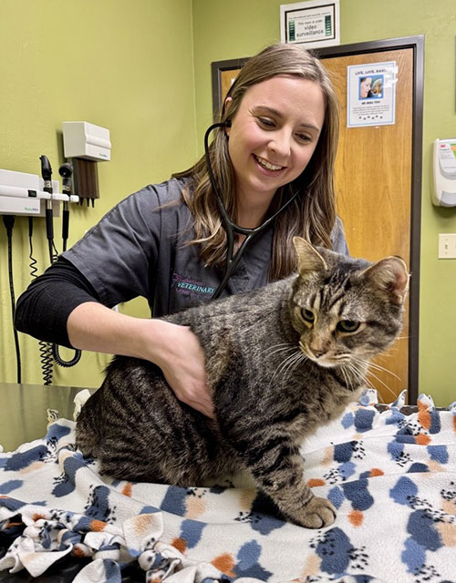 Feline Wellness Care