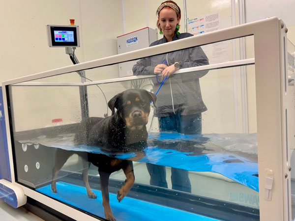 Green Bay Pet Underwater Treadmill Therapy