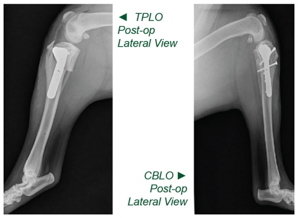 TPLO vs. CBLO – Which one should my dog have?