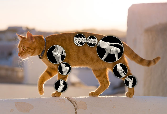 Bone and Joint Care