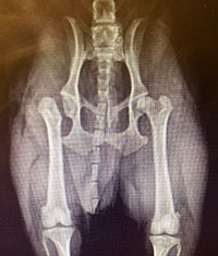 Femoral Head Ostectomy (FHO)