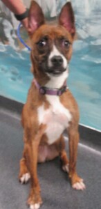Missing Pet