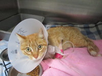 Missing Pet