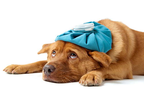 Prevent Disease in Your Pet