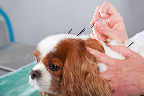 Veterinary Acupuncture