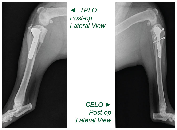 TPLO vs CBLO - Which 