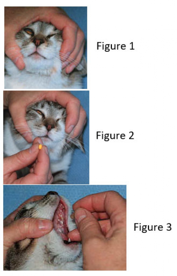 How to Pill A Cat