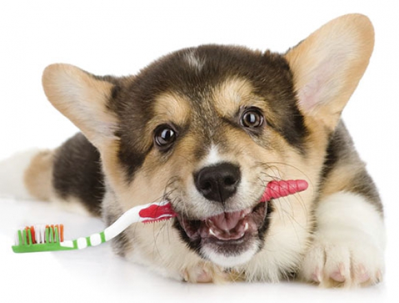 How to Brush Your Pet's Teeth