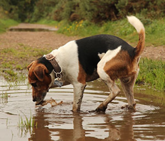 Dog Drinking Water - Leptospirosis