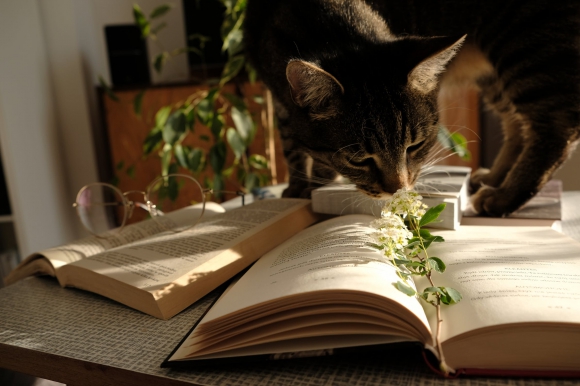 cat with books