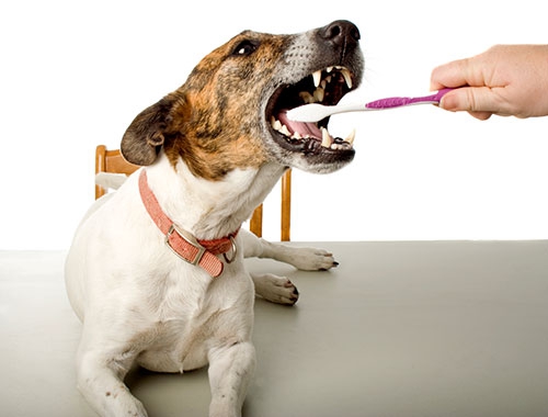 Brushing Pet's Teeth