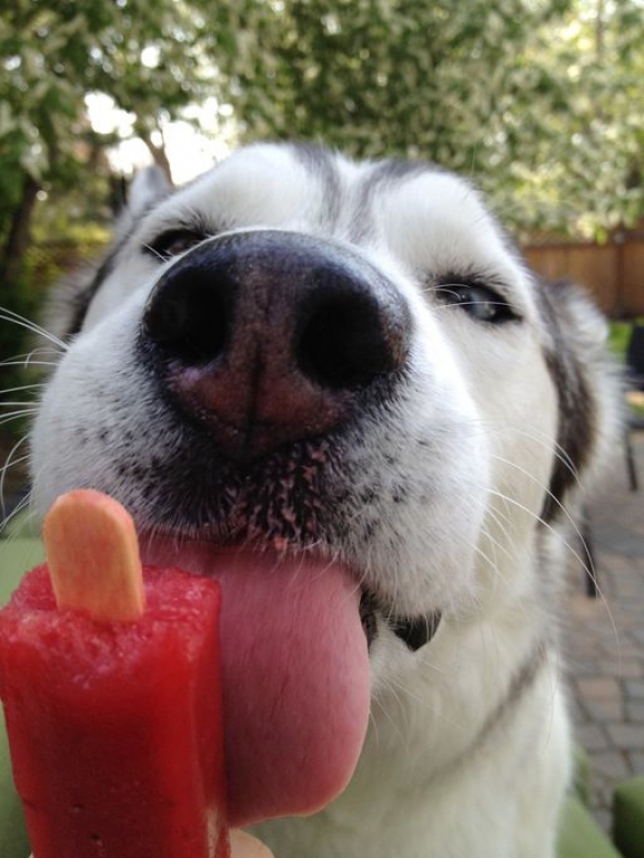 dog popsicle