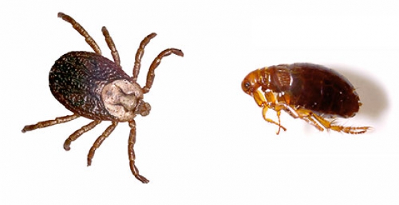 Flea and Tick Prevention
